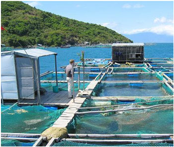 Hệ thống ứng dụng năng lượng mặt trời dùng cho nuôi trồng thủy sản